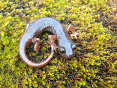 Limestone Salamander photo 3