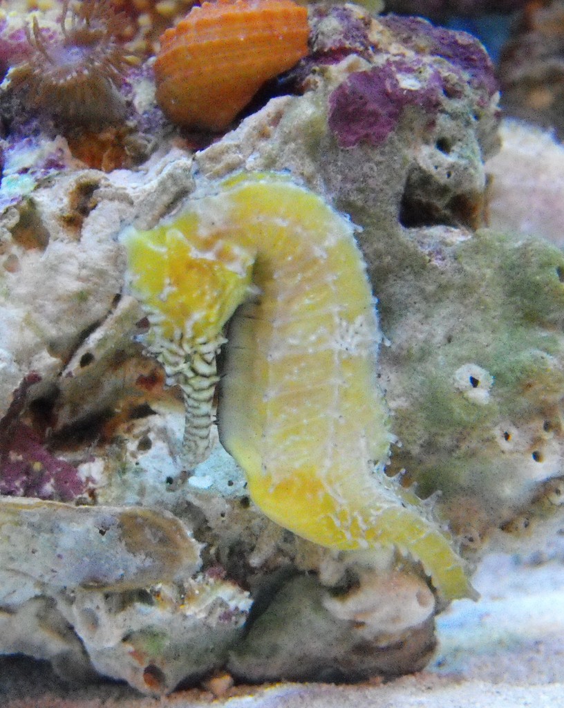 Barbour's Seahorse
