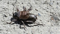 Cyphoderris monstrosa