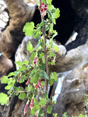 Ribes roezlii