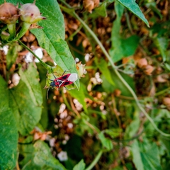 Anochrostomus formosus