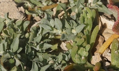 Atriplex serenana davidsonii