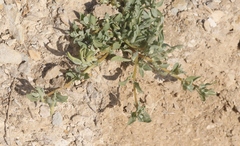 Atriplex serenana davidsonii