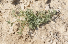 Atriplex serenana davidsonii