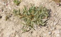 Atriplex serenana davidsonii
