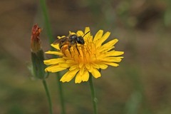 Lasioglossum titusi