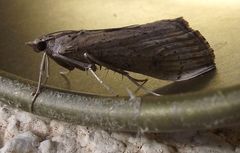 Evergestis isatidalis