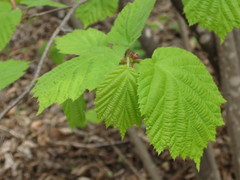 Corylus sieboldiana mandshurica