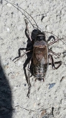 Cyphoderris monstrosa
