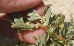 Atriplex serenana davidsonii