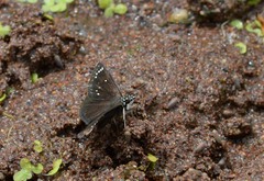 Pholisora
