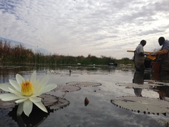 Nymphaea lotus image