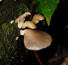 Pleurotus purpureo-olivaceus