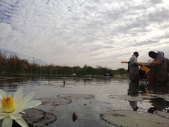 Nymphaea lotus image