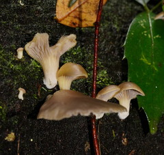 Pleurotus purpureo-olivaceus