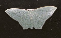 Maxates centrophylla