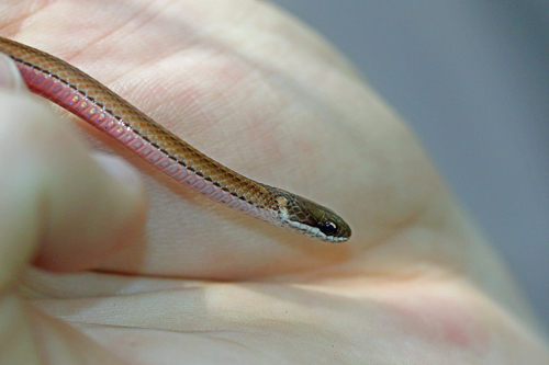 Pseudoxyrhophiidae