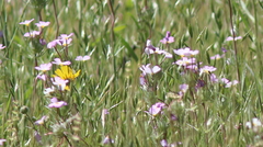 Leptosiphon montanus