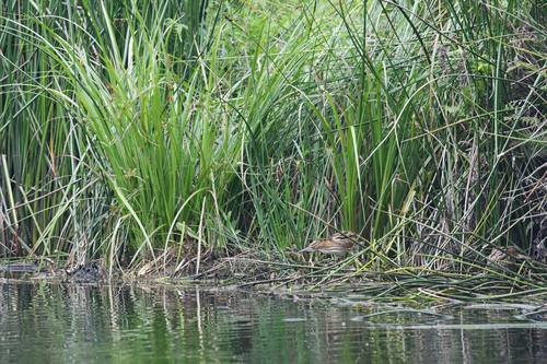 Black-backed Bittern (Botaurus dubius), photo 5