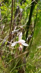 Pogonia