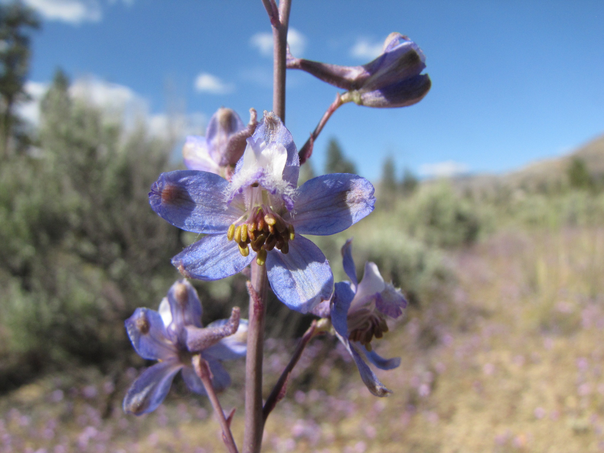 Delphinium parishii