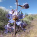 Desert Larkspur - Photo (c) Neil Frakes, some rights reserved (CC BY-NC), uploaded by Neil Frakes