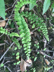 Asplenium incisum