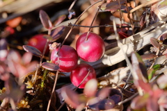 Vaccinium microcarpum