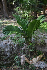 Anthurium schlechtendalii