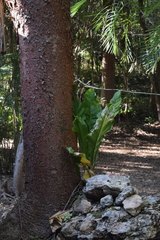 Anthurium schlechtendalii