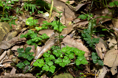 Sanicula lamelligera