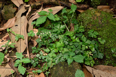 Sanicula lamelligera