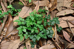 Sanicula lamelligera