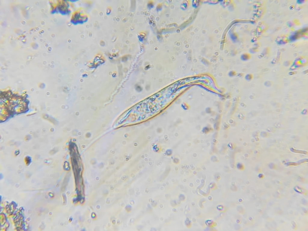 Peranema curvicauda