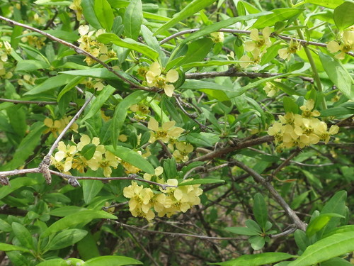 Chinese Wax Currant (Prinsepia sinensis)