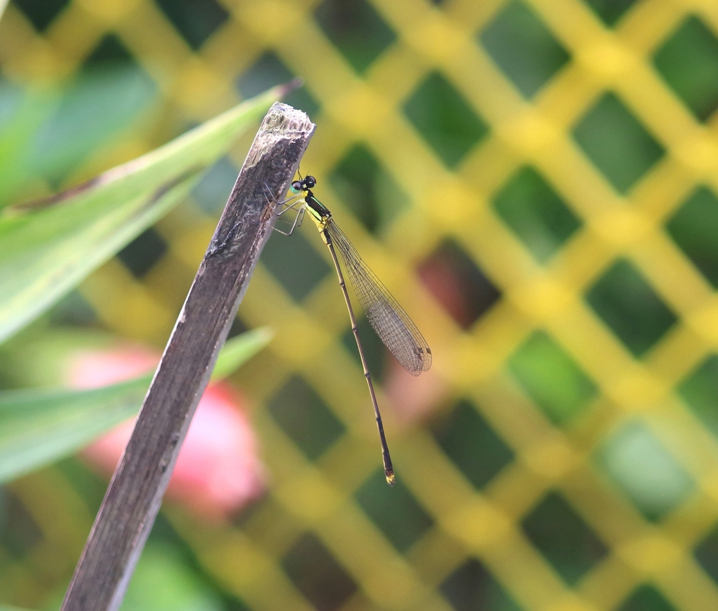 Coeliccia vacca