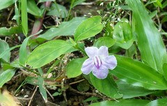 Ruellia repens