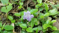 Ruellia repens