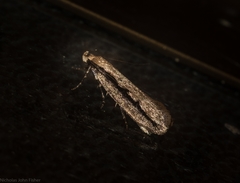 Leptocroca sanguinolenta