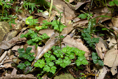 Sanicula lamelligera