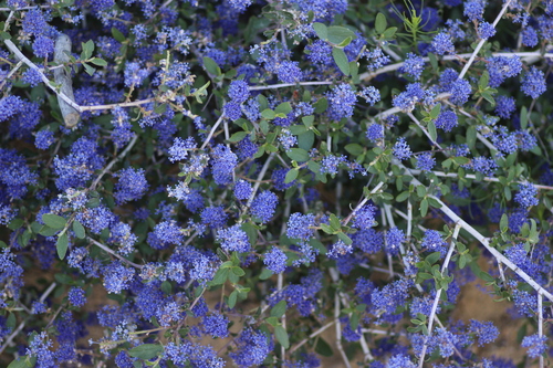 Image of Lemmon's Ceanothus (Ceanothus lemmonii) by no rights reserved