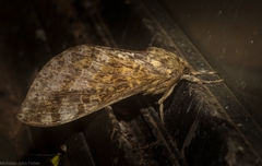Oxycanus