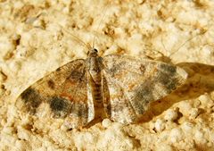 Charissa staudingeri