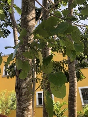 Metopium brownei