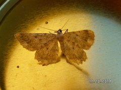 Dicrognophos sartata
