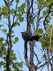 Dumetella carolinensis