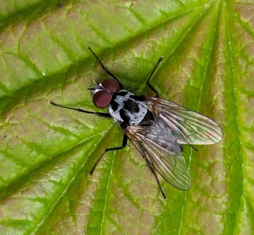 Anthomyia procellaris photo 5