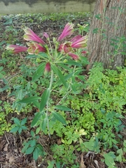 Alstroemeriaceae