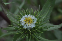 Grindelia integrifolia