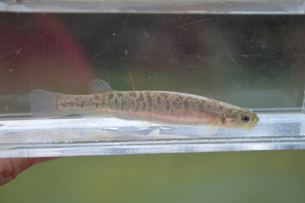 Central Otago Roundhead Galaxias